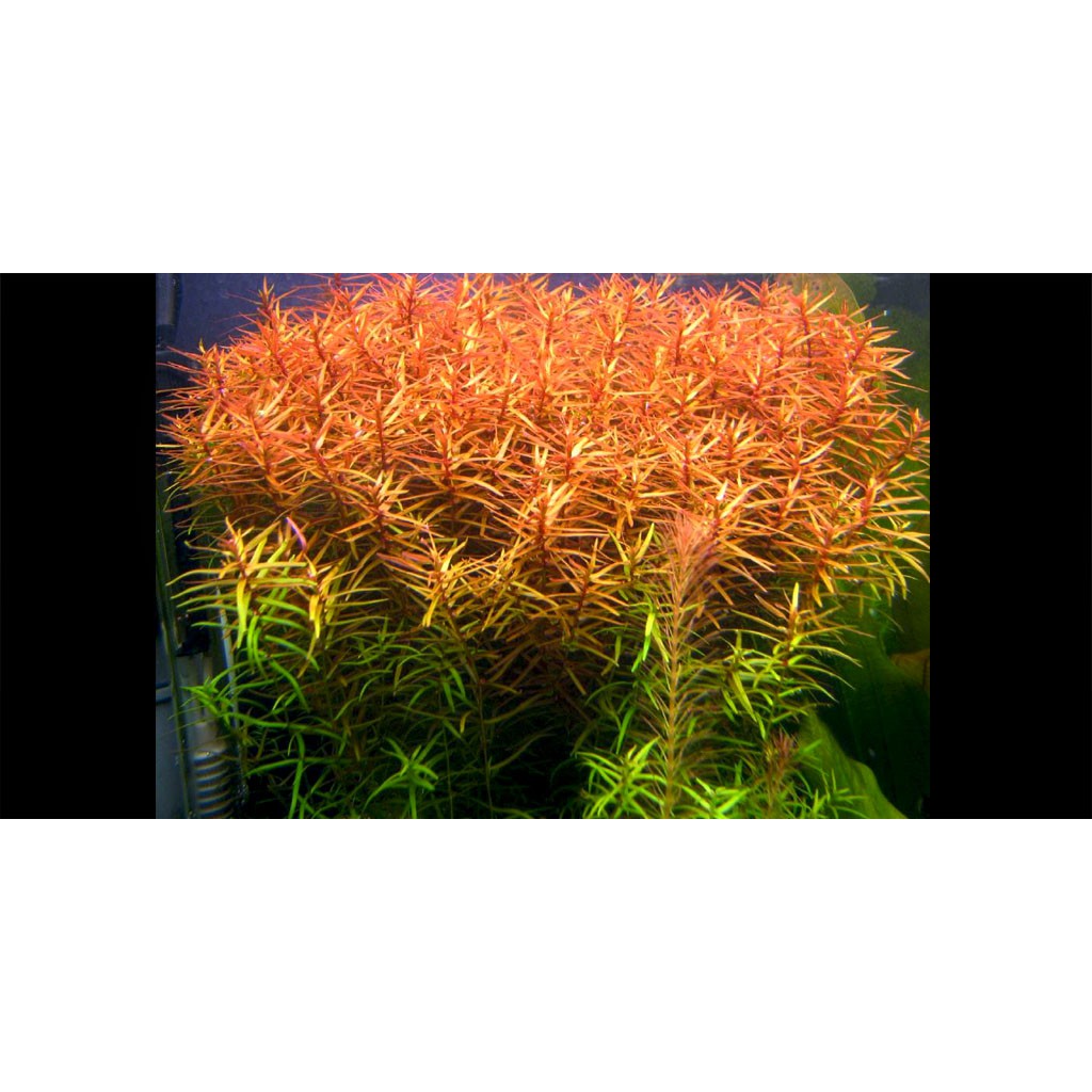 Ludwigia brevipes