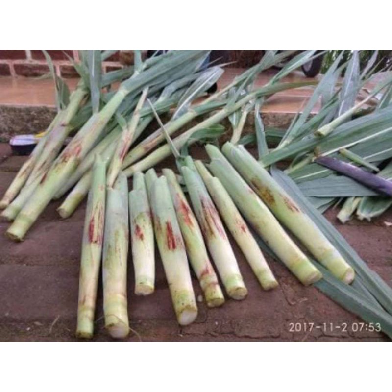 

terubuk sayur/terubus/tebu telor 1kg