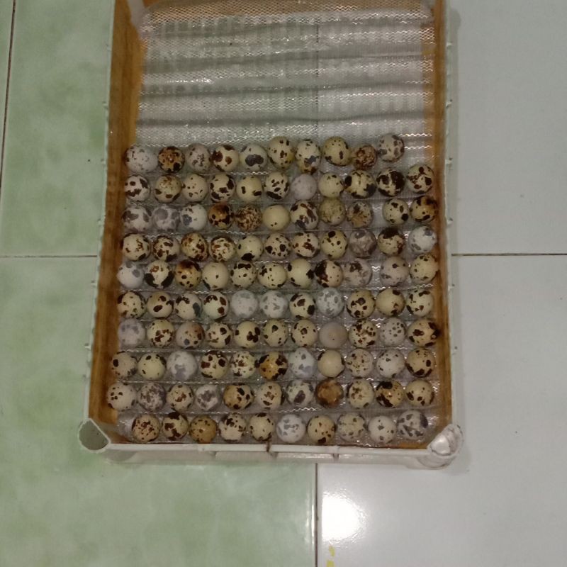 Telur-Fertil-Puyuh-GPS/PS-Indukan-Hitam& Coklat