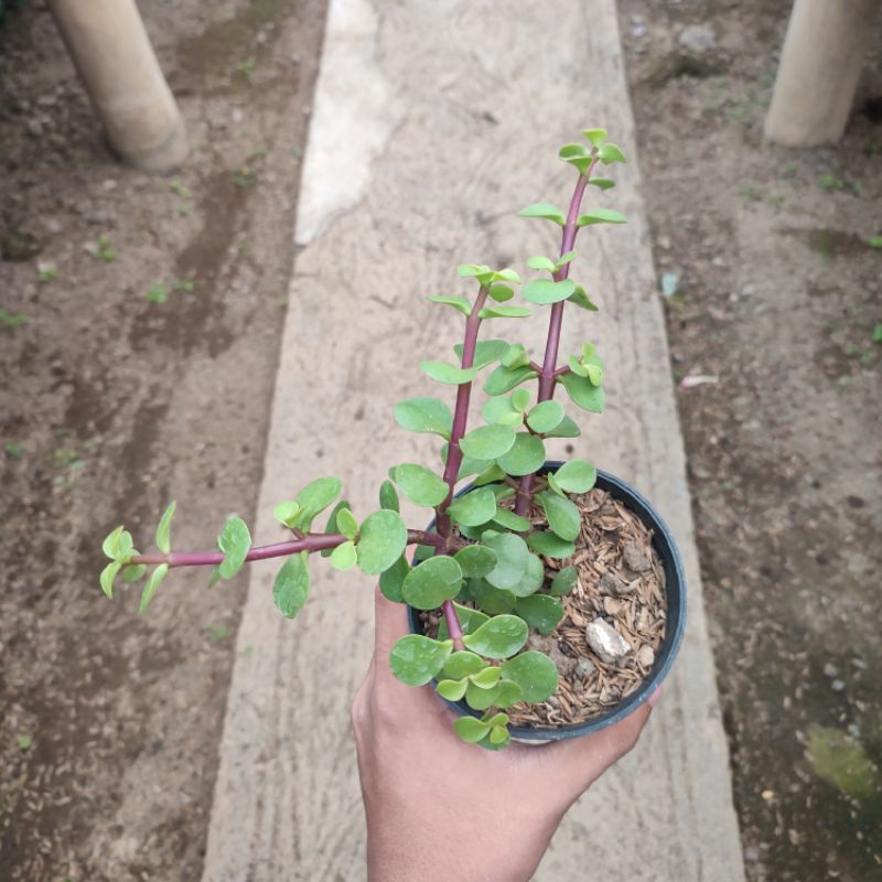 Portulacaria afra big size/Elephant bush