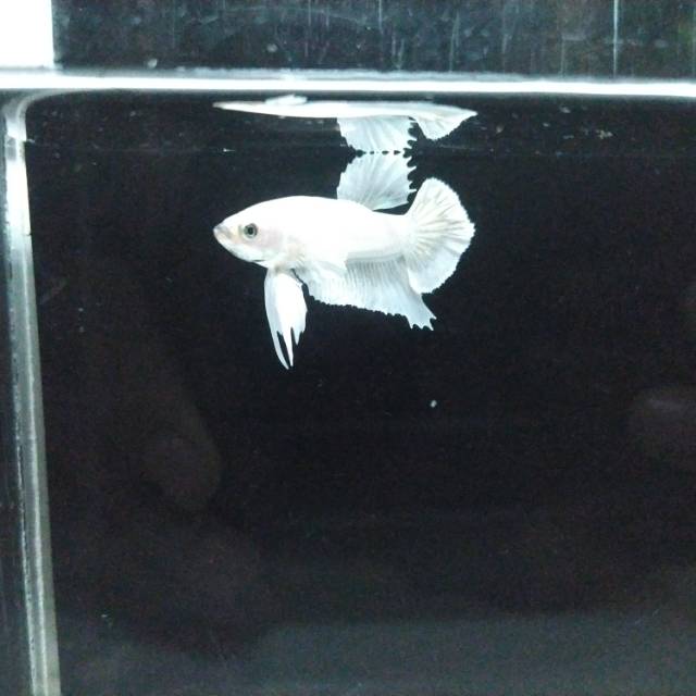 1 pair dumbo ear white platinum