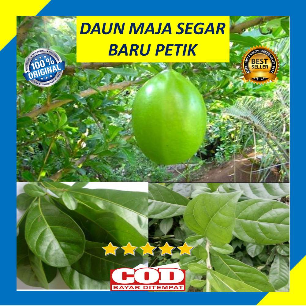 

Daun Maja Herbal Segar 200 Gram