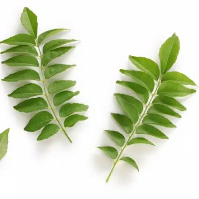 

Daun salam koja daun kari daun temurui aceh daun sedap