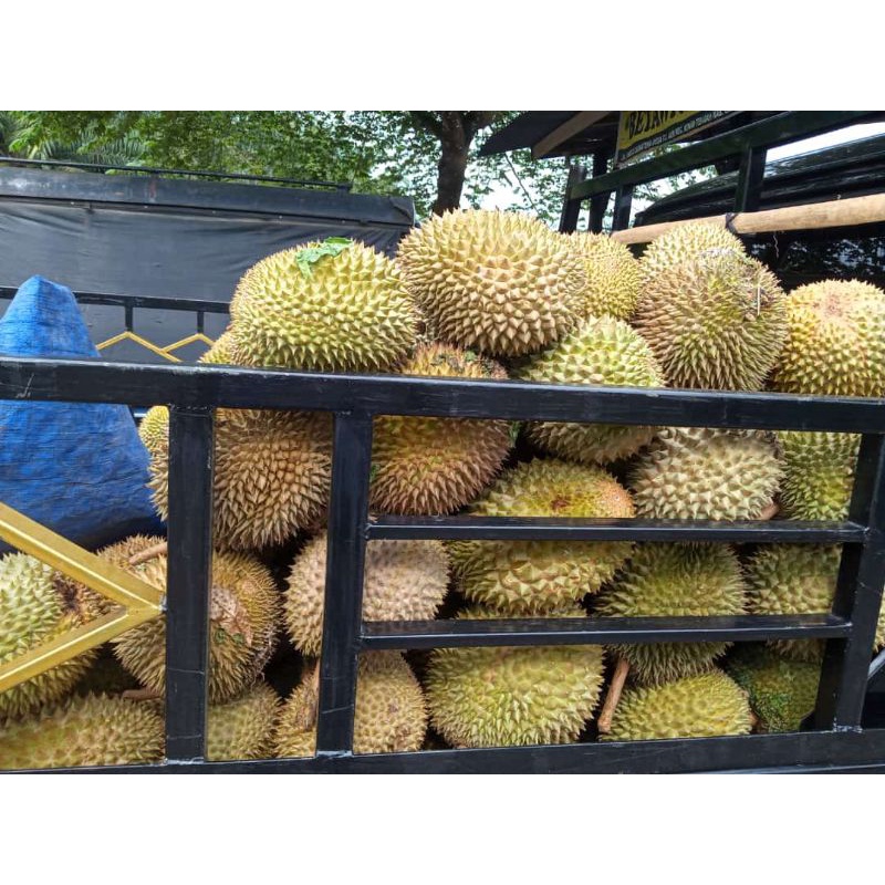 

durian Montong palu Sulawesi