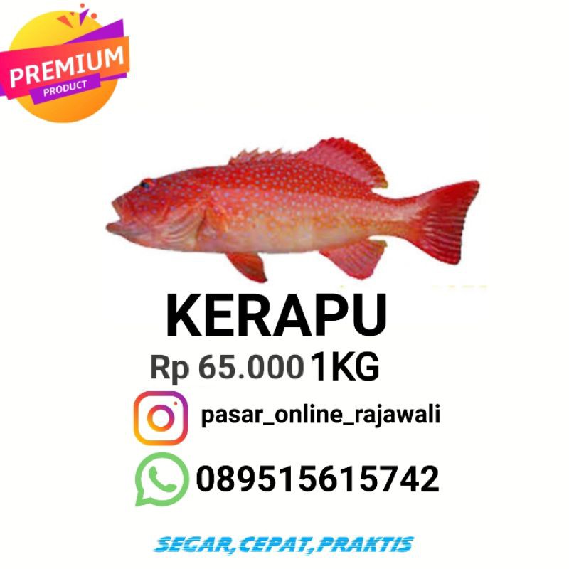 

Kerapu/sunu