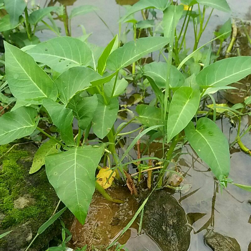 

kangkung segar perikat