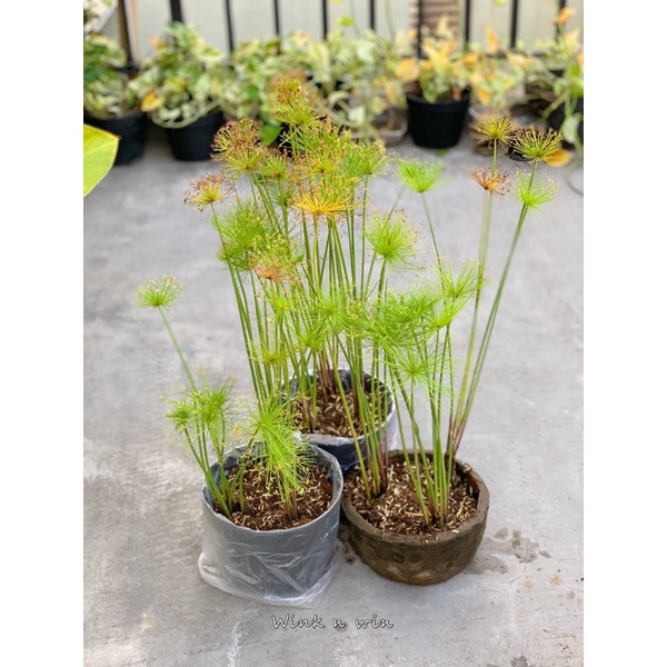 Tanaman Air Dwarf Papyrus/ Papyrus Mini aquascape