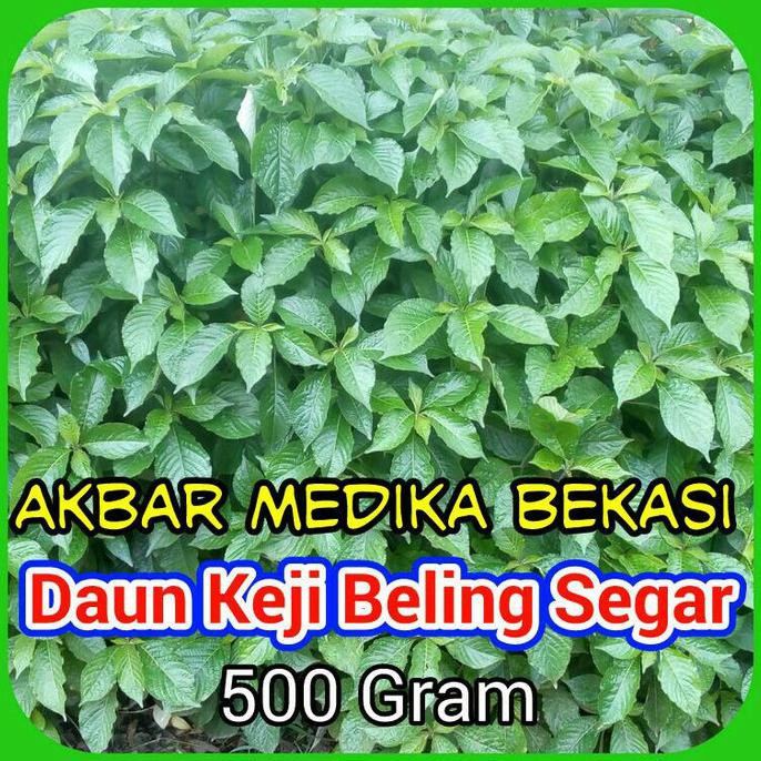 

Daun Keji Beling Segar 500 Gram Tokabkbek33 Ayo Beli