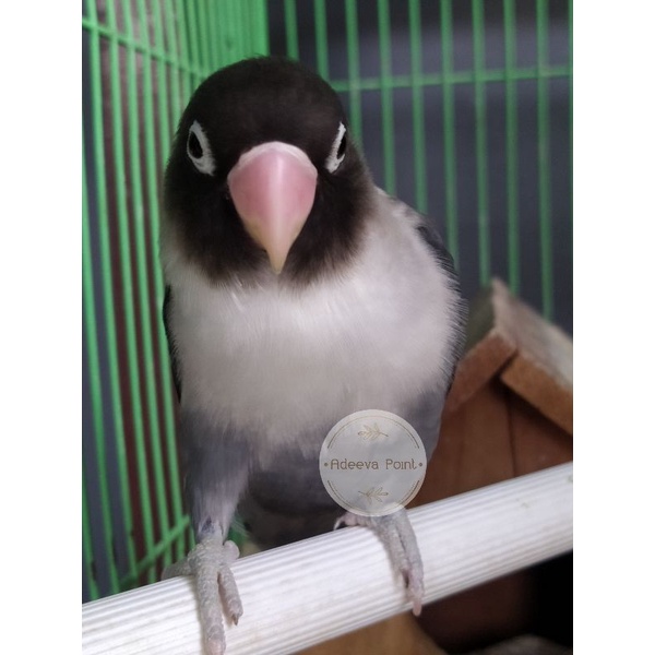 Burung Lovebird Batman Dewasa | Lakbet Batman | Adeeva Point