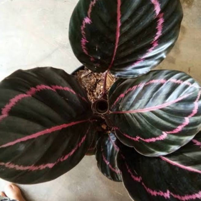 Tanaman hias calathea black lipstick  tanaman calathea black lipstick