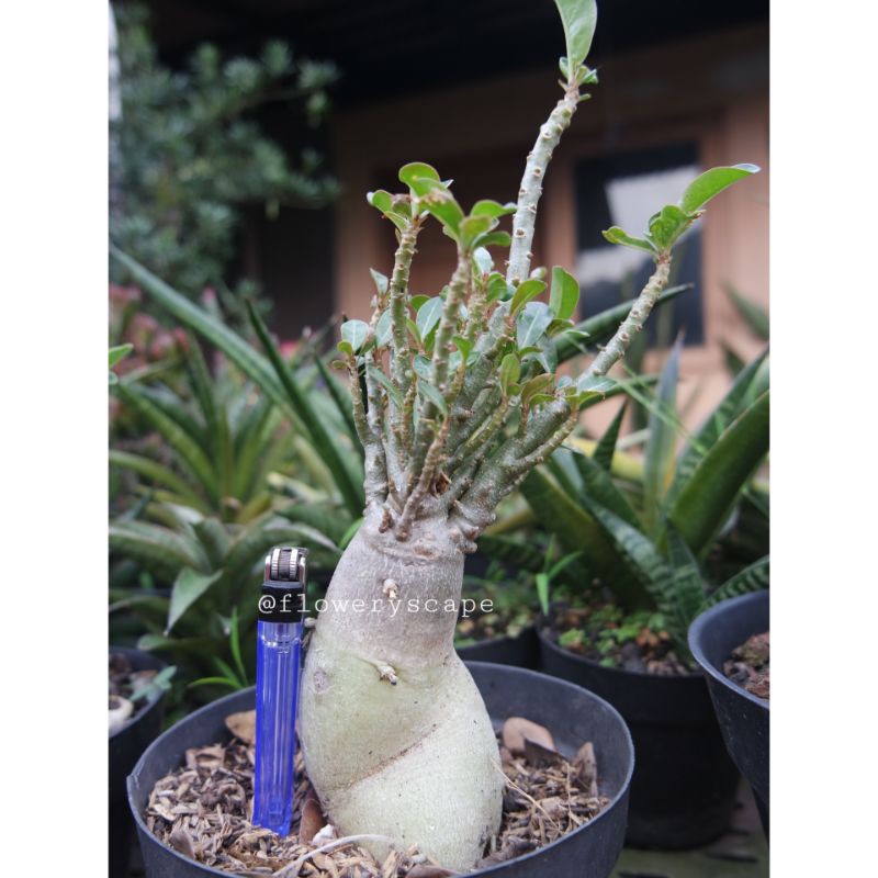 adenium cabang seribu /adenium cabser
