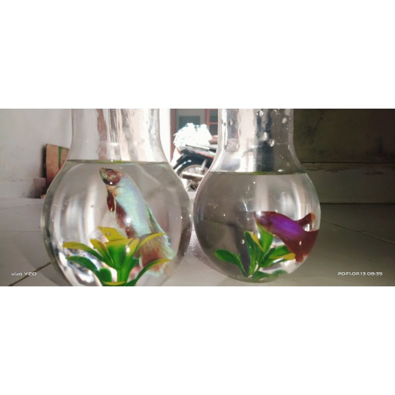 ikan cupang koi,cupang super ret
