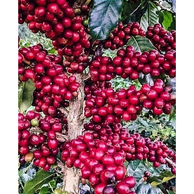 Bibit kopi ateng super gayo asli/unggul isi 1kg