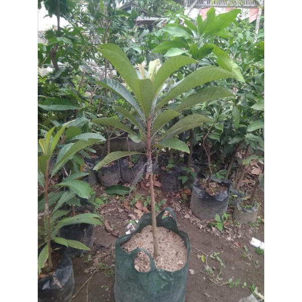 Bibit Mamey Sapote Sawo Jumbo Super