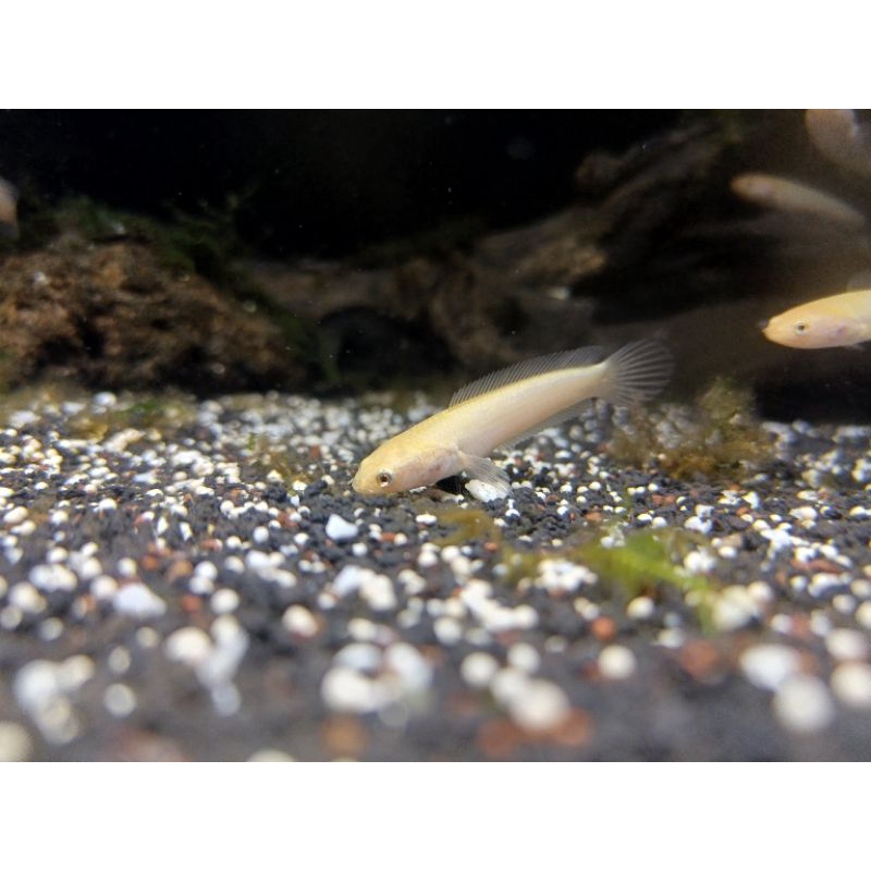 BIG PROMO Limbata golden xhantic