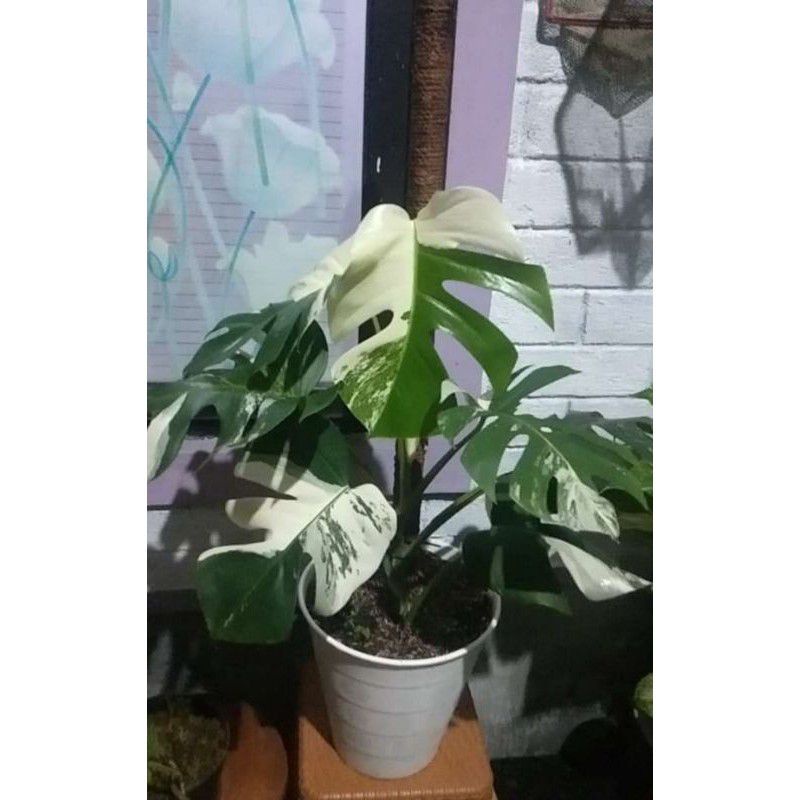 Monstera King Variegata Albino - bonggol/batang asli