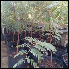 

Bibit Sweet Tamarin, Asam Bangkok Rasa Buah Manis Bahan Bionsai