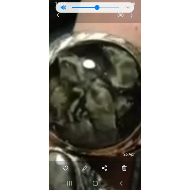batu akik bulu macan lumajang