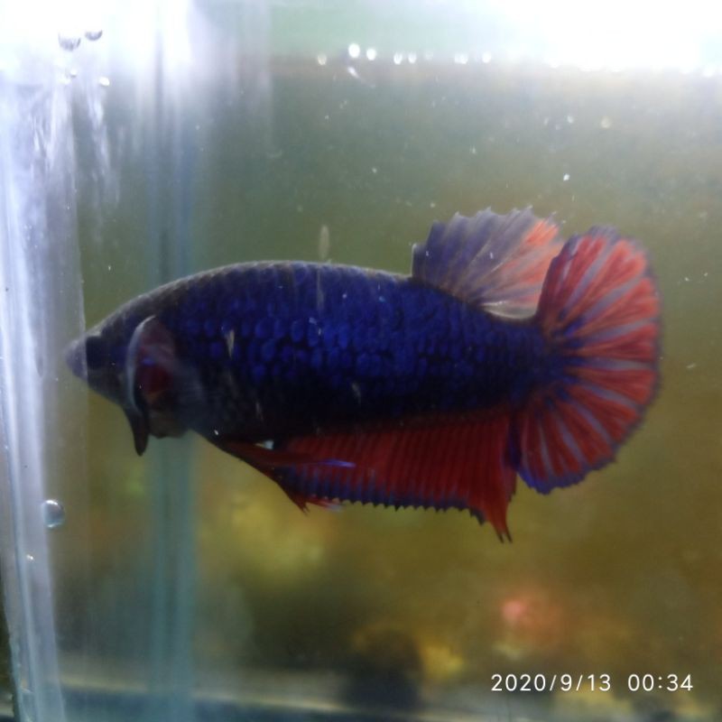 Ikan cupang Bahan Avatar/Vampir/gordon