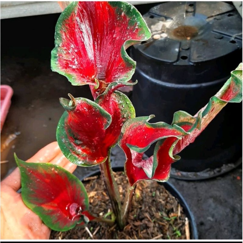 Umbi Caladium red peckok -