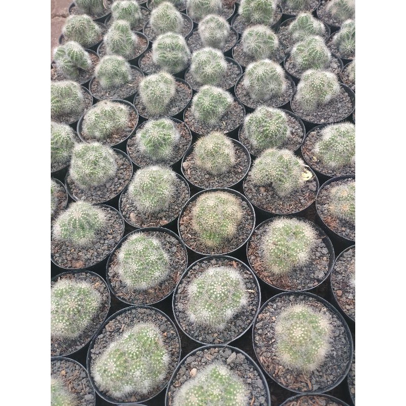 Kaktus Noto Ownroot Cluster