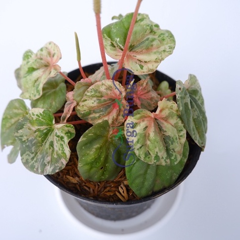 Pohon Tanaman Hias Paperomia Pink Lady  (Peperomia caperata ‘Pink Lady,’) - Peperomia Varigata Berga