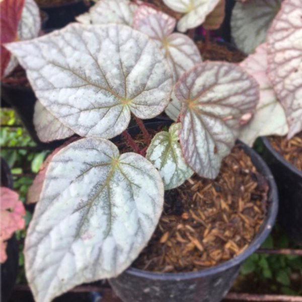 Tanaman Hias Bunga Begonia Silver Tanaman Begonia Bunga Murah