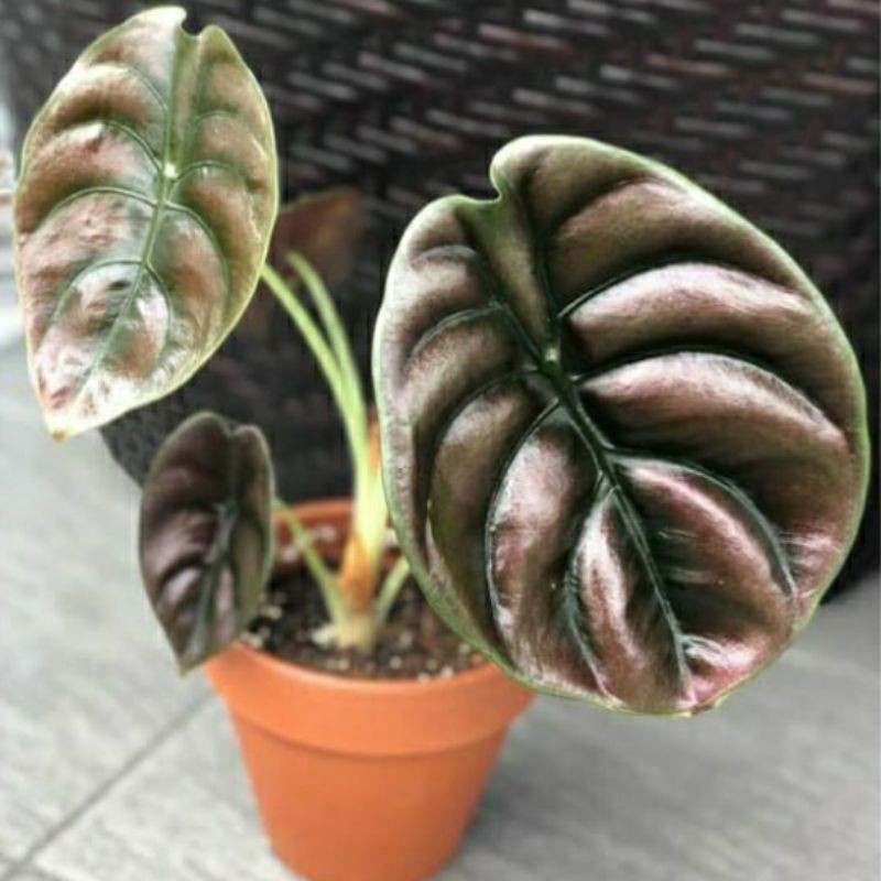 tanaman hias keladi tengkorak hitam