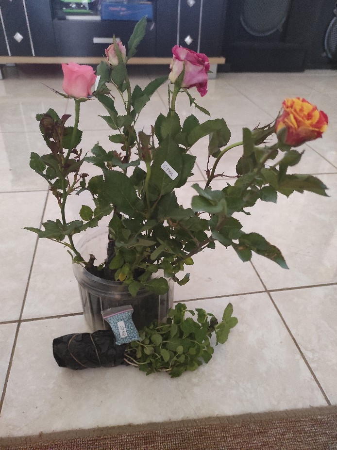 Tanaman Daun Mint
