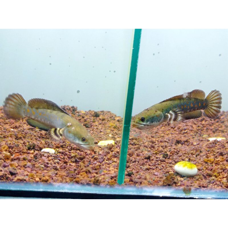 Channa Blue Pulchra Dot Red