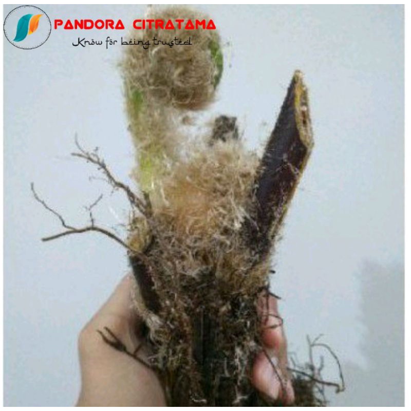 Pakis monyet. pakis ekor monyet