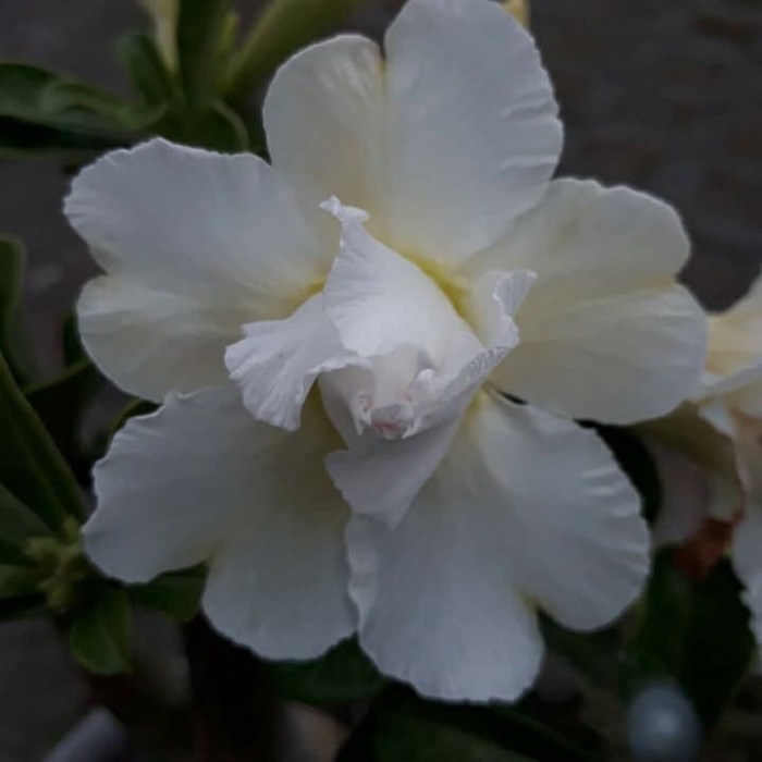 

promo Bibit bunga kamboja adenium quarto enjoy