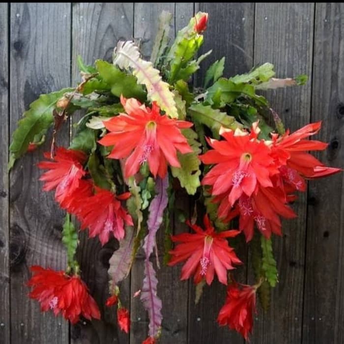 BUNGA WIJAYA KUSUMA KEPITING merah -bibit wijaya kusuma merah