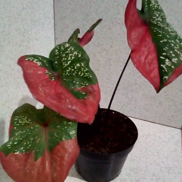 Tanaman Hias Caladium Baret Merah Atau Keladi Baret Merah Shopee Indonesia