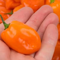 Benih Bibit Biji - Cabai Orange Habanero Cabe Pepper Seeds