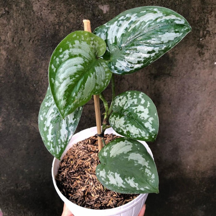 Tanaman hias Scindapsus Exotica