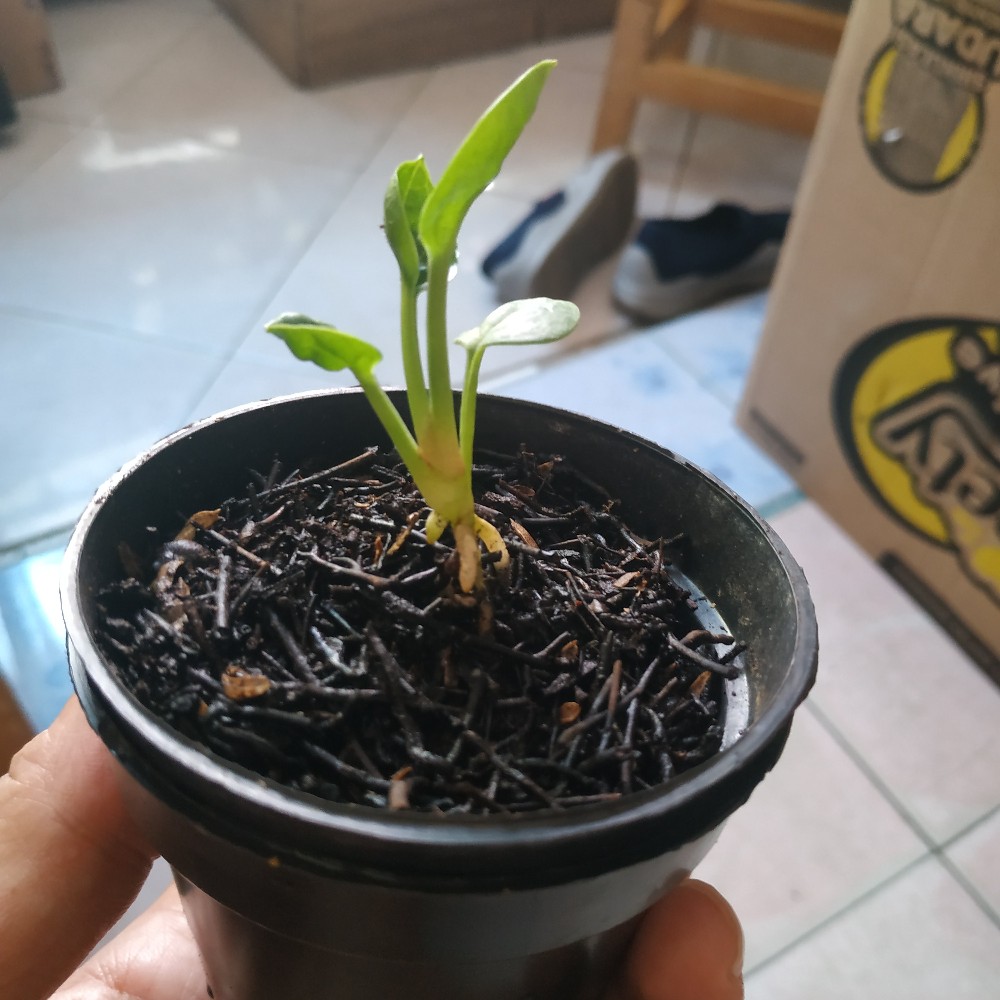 Bibit Anturium Jemani Mangkok Tornado