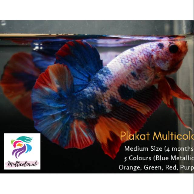 Cupang plakat multicolor