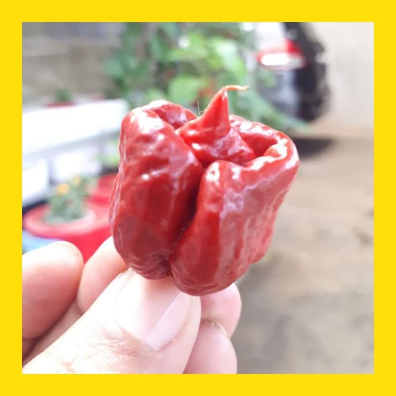 Jual Biji Benih Cabai Carolina Reaper Caramel Asli Shopee Indonesia