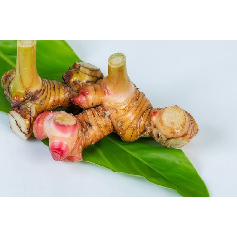 

Laja / Lengkuas Bandung 1kg Fresh