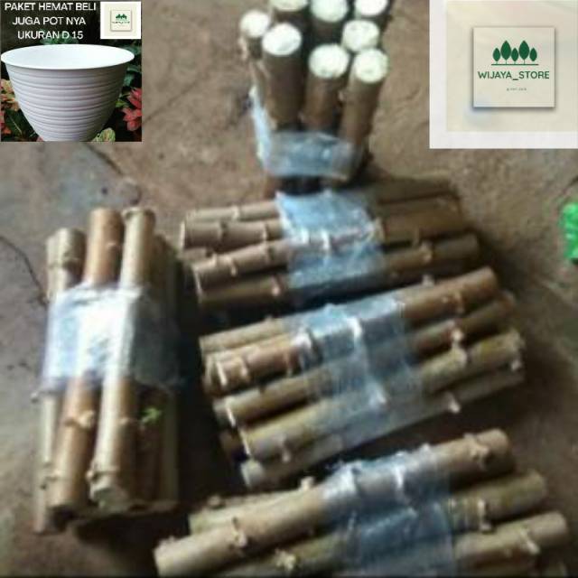 Bibit batang pohon singkong berkualitas /singkong mentega keju