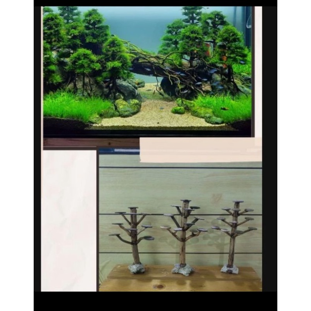 BONSAI AQUASCAPE BONSAI CEMARA AQUASCAPE BONSAI TERMURAH