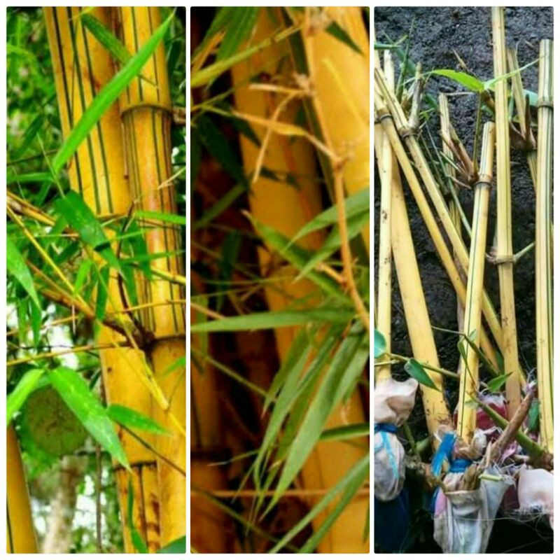 bibit bambu kuning/bambu kuning/tanaman bambu kuning/hiasan bambu kuning