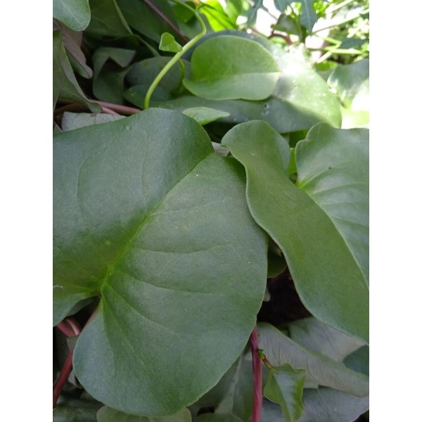 

daun binahong segar