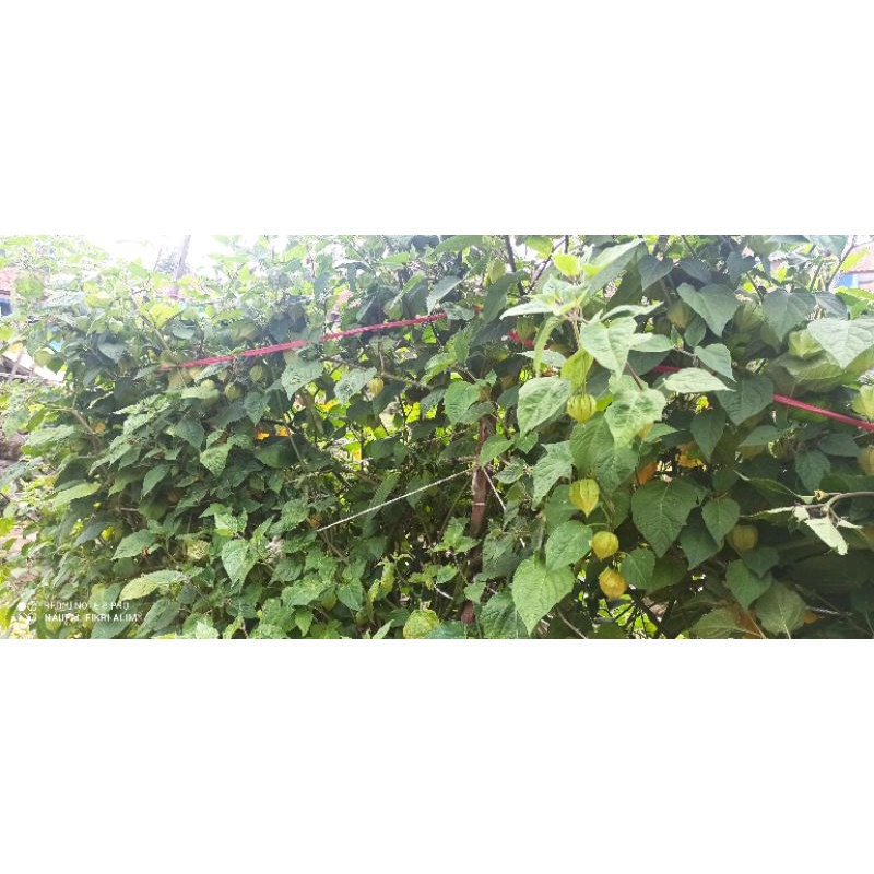 

batang dan daun ciplukan golden berry 1 kg