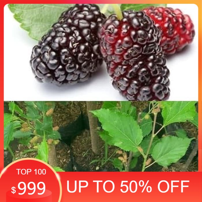 Bibit Tanaman Buah Murbei Pohon Murbei Bibit Arbei Bibit Murbei