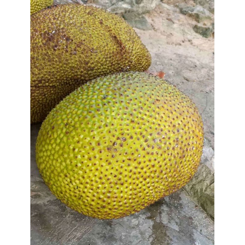 

Nangka Mateng Utuh. MyAp.FRESH_FRUITS