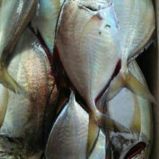 Jual Macam macam ikan laut segar Indonesia|Shopee Indonesia