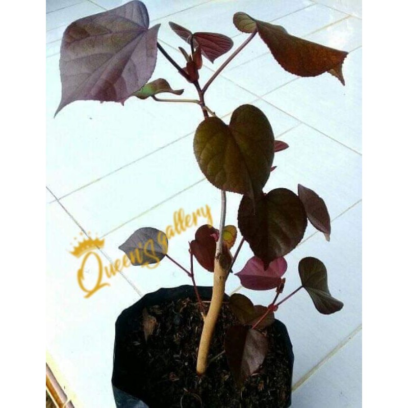 bahan bonsai waru merah super red (original)