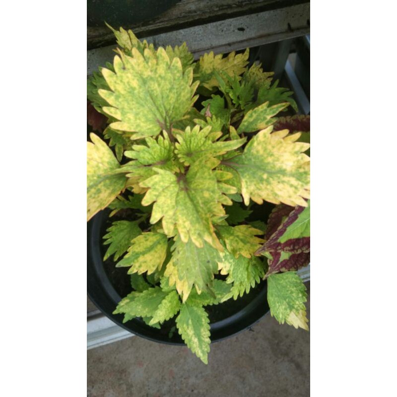 miana#lokal#premium#super#sultan